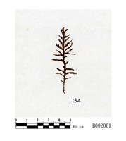 藏品(皺萼蘚)的圖片